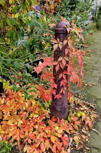 Christy 06 Wilde Wingerd